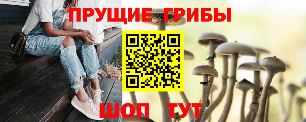 Псилоцибиновые грибы Psilocybe Берёзовский